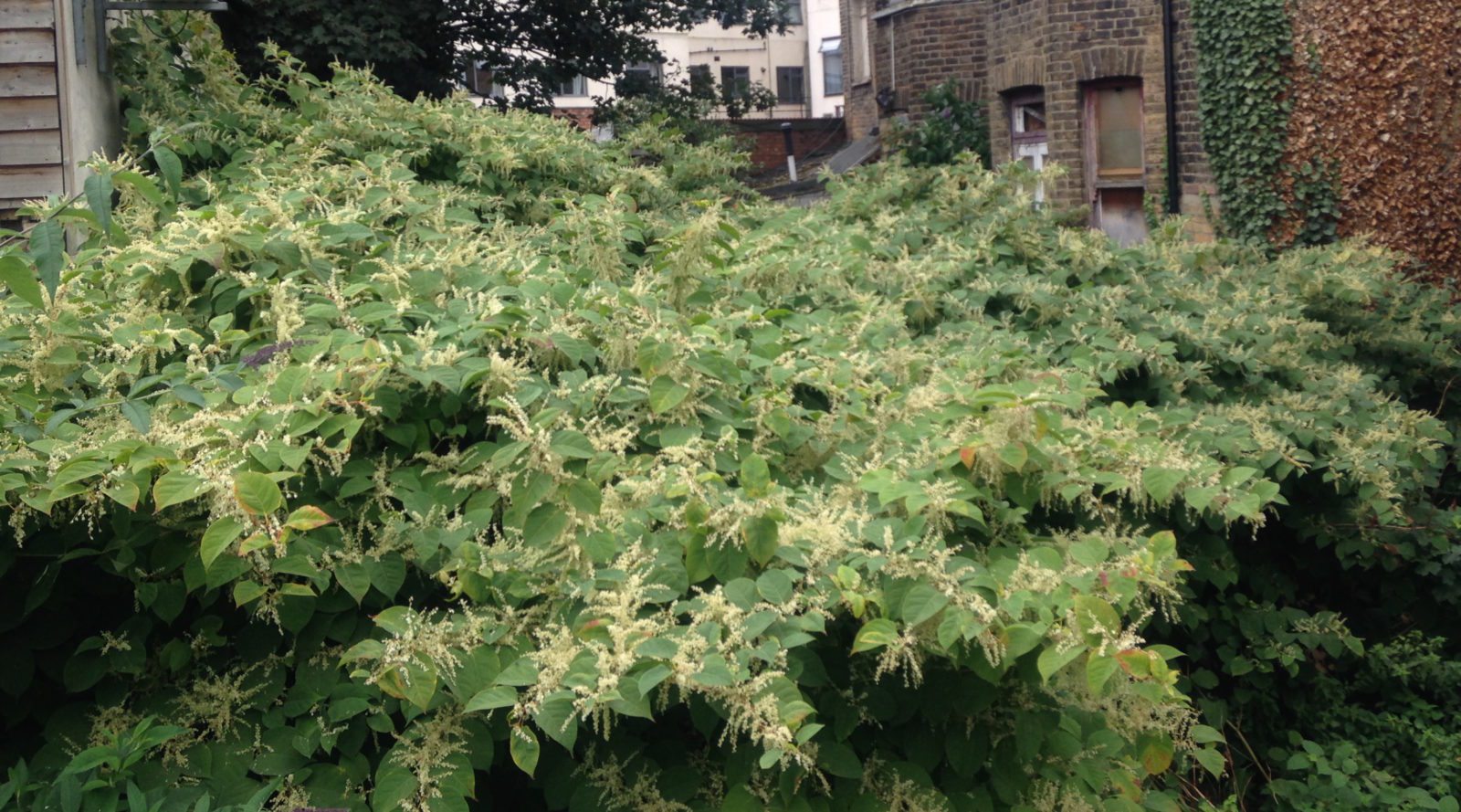 With over 25 years’ experience in our field, TCM continue to be a market leader in Japanese Knotweed eradication throughout the UK and the Republic of Ireland.
