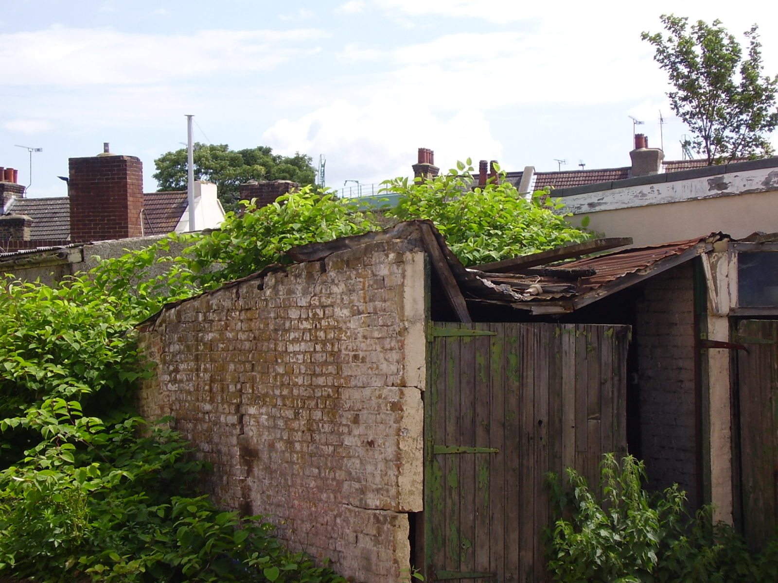 Japanese knotweed growing out of derelict garage roof