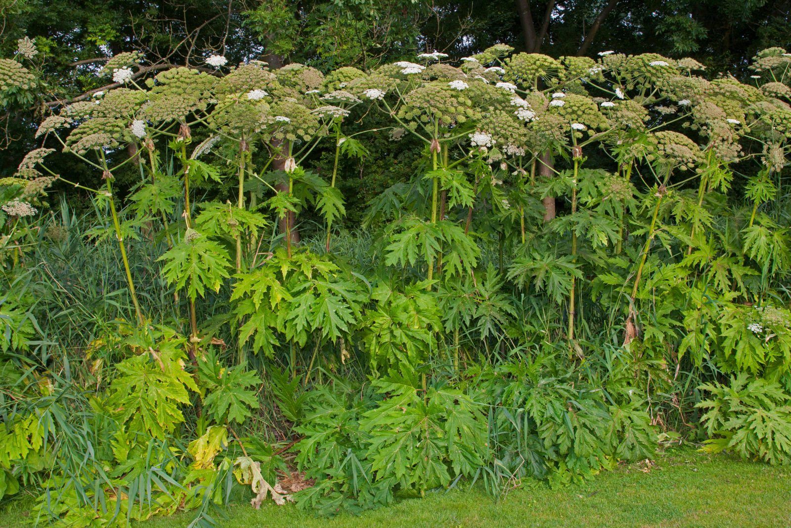 Giant Hogweed, invasive plant species