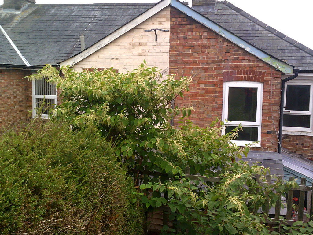 consideration when buying a house with Japanese knotweed