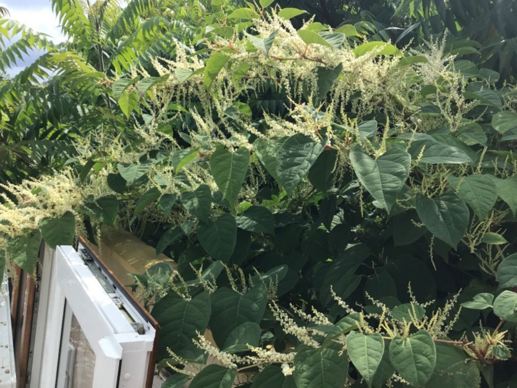 Japanese knotweed causing damage to garden buildings, houses, outbuildings