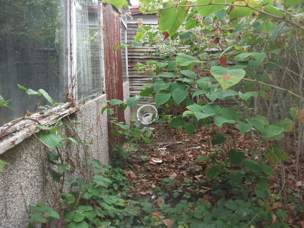 Development site with Japanese knotweed growing
