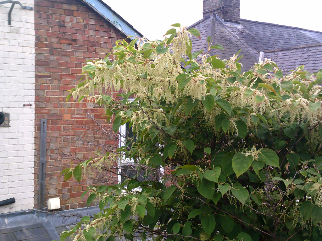 japanese knotweed infestation at residential property