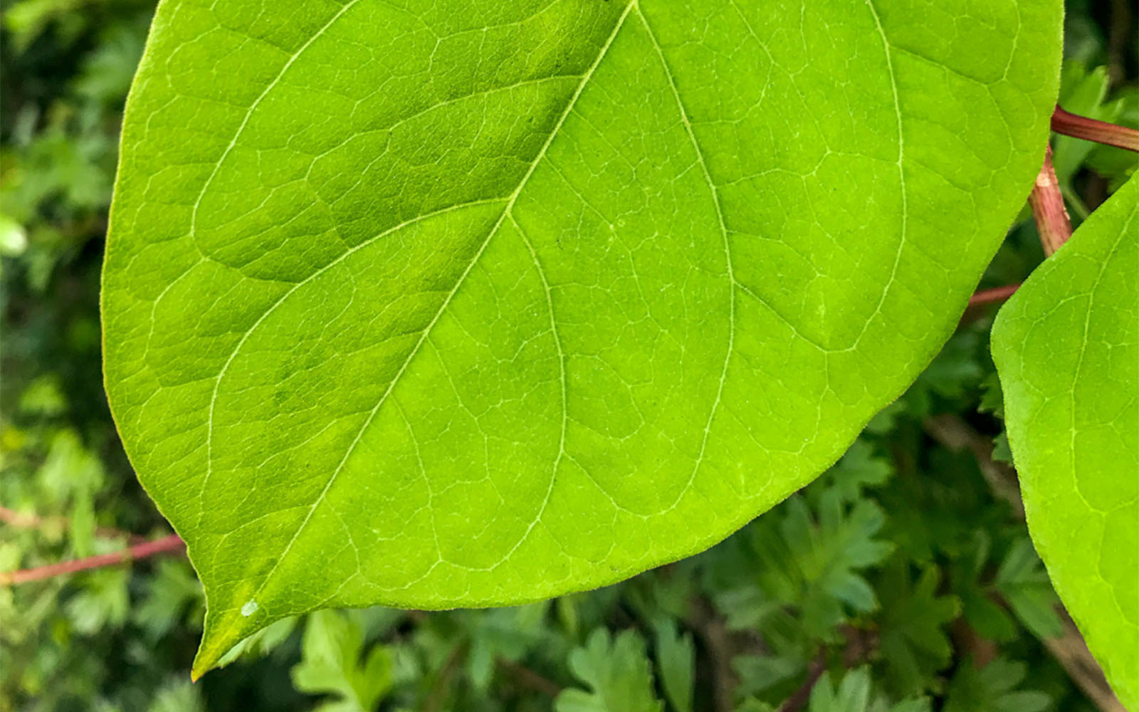 Japanese Knotweed Identification in Late Spring / Early Summer