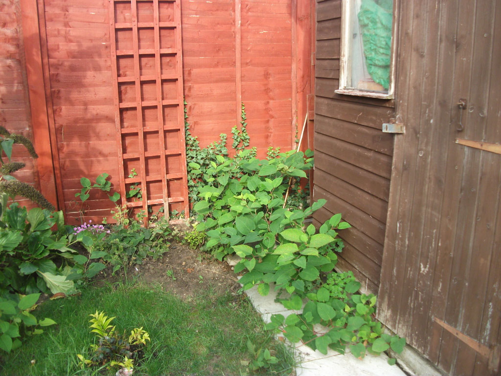 small garden with japanese knotweed