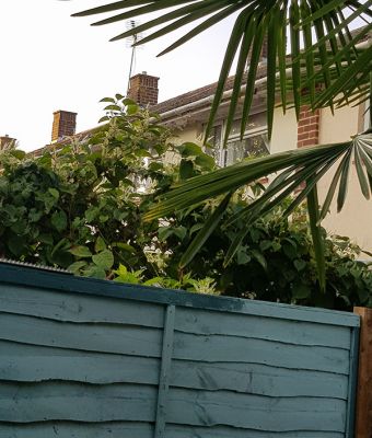 japanese knotweed growing over neighbours fence