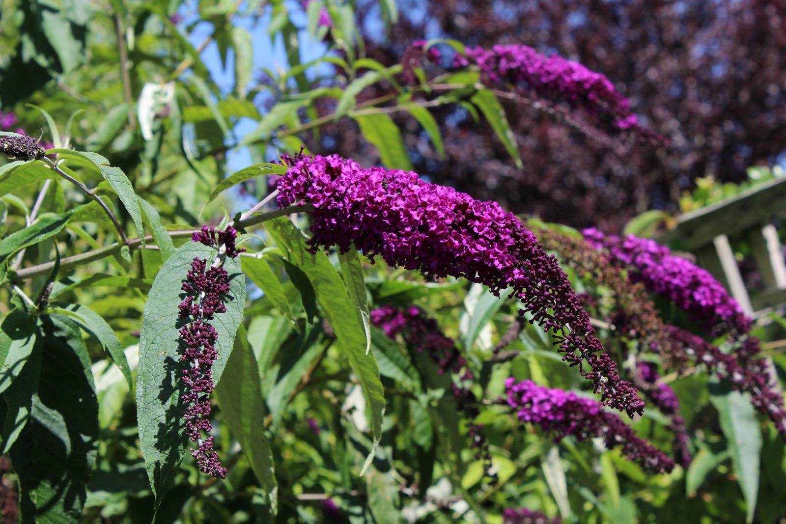 Buddleia, also known as butterfly bush