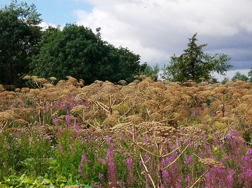 Giant hogweed seeds will be dispersed by the wind, and can lie dormant for up to 10 years.