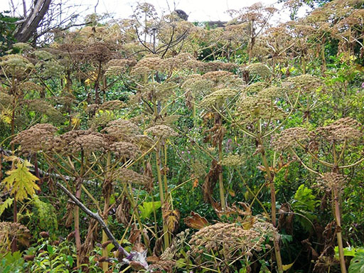Giant hogweed in seed, the plant can produce in excess of 10,000 seeds per plant. 