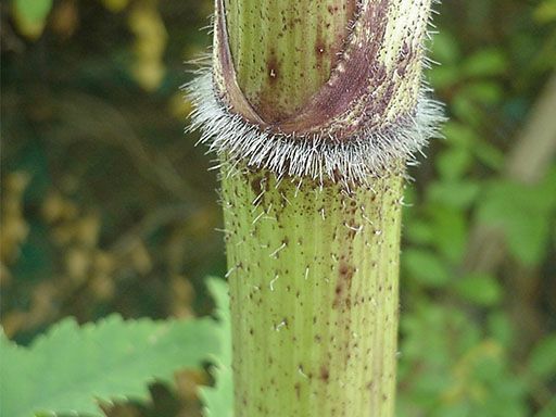 the hollow, hairy green stems of giant hogweed with purple splotches, or specks.