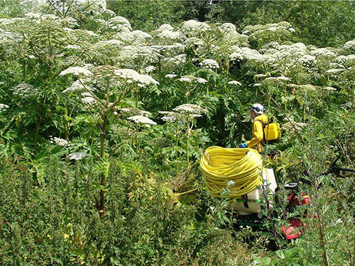 Invasive weed expert removing giant hogweed growth in summer