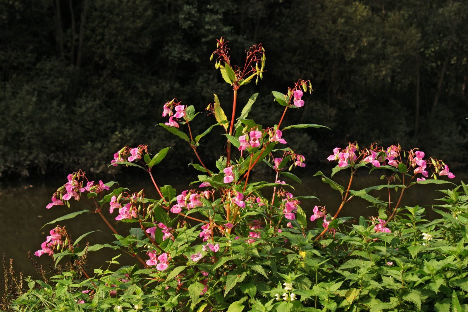 himalayan balsam identification, flowers from june to october.