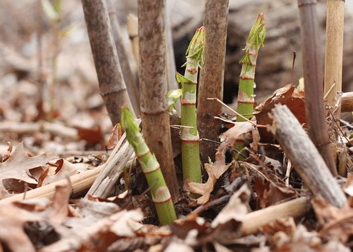 early growth of Japanese knotweed plant, looks very similar to asparagus tips