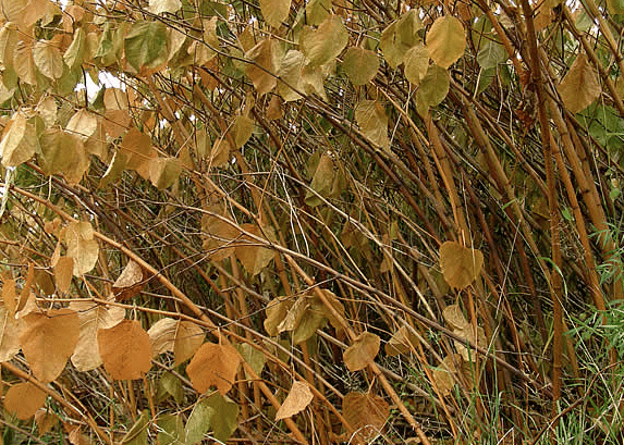 Brown leaves of Japanese knotweed in autumn