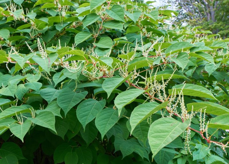 Summer appearance of Japanese knotweed