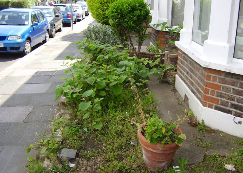 Japanese knotweed infestation in front garden of residential home in London, UK