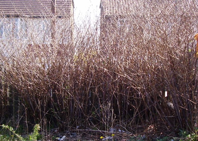 bare Japanese knotweed canes in autumn/winter
