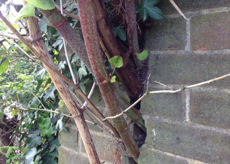 Japanese knotweed can grow through walls, creating huge gaps and causing extensive damage to property.