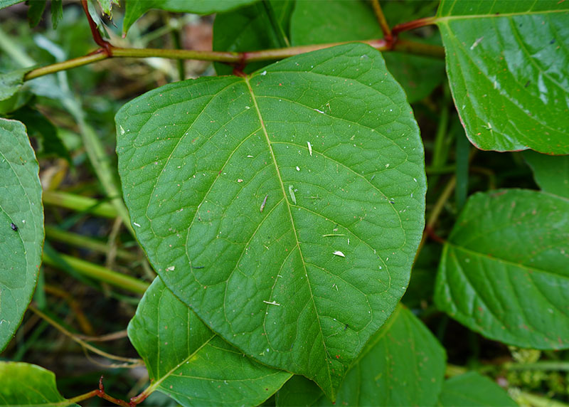 Japanese knotweed identification - close up of Japanese knotweed leaves