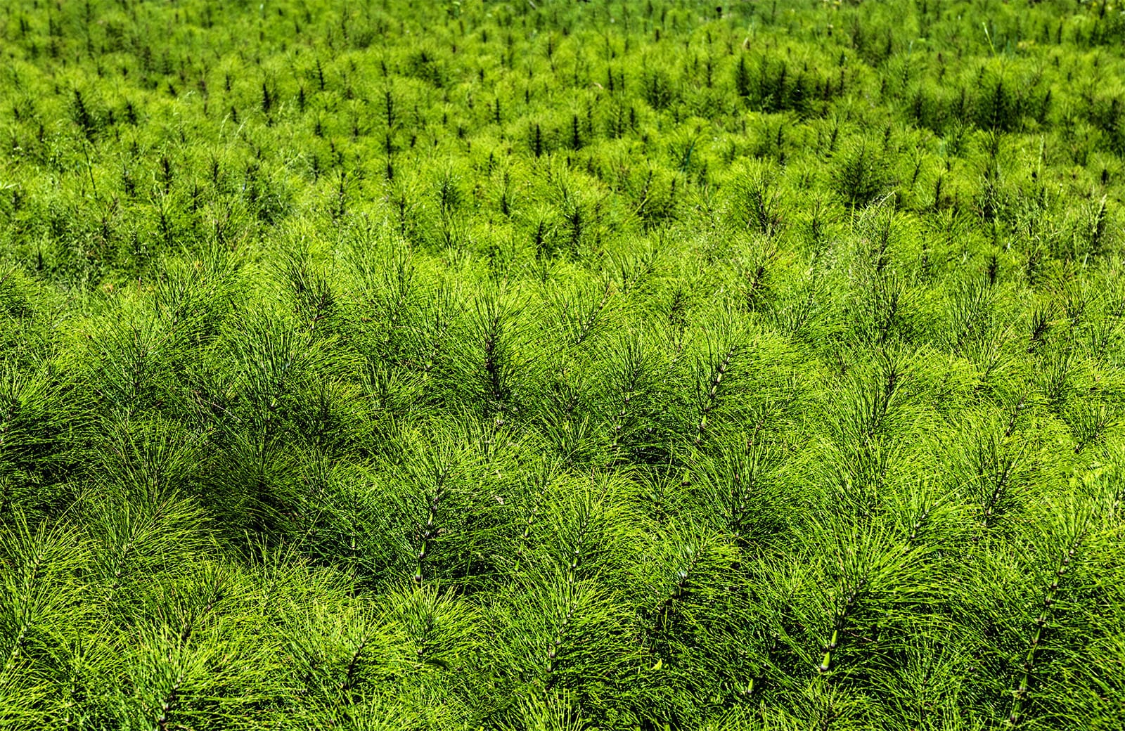 Infestation of mare's tail, also known as horsetail