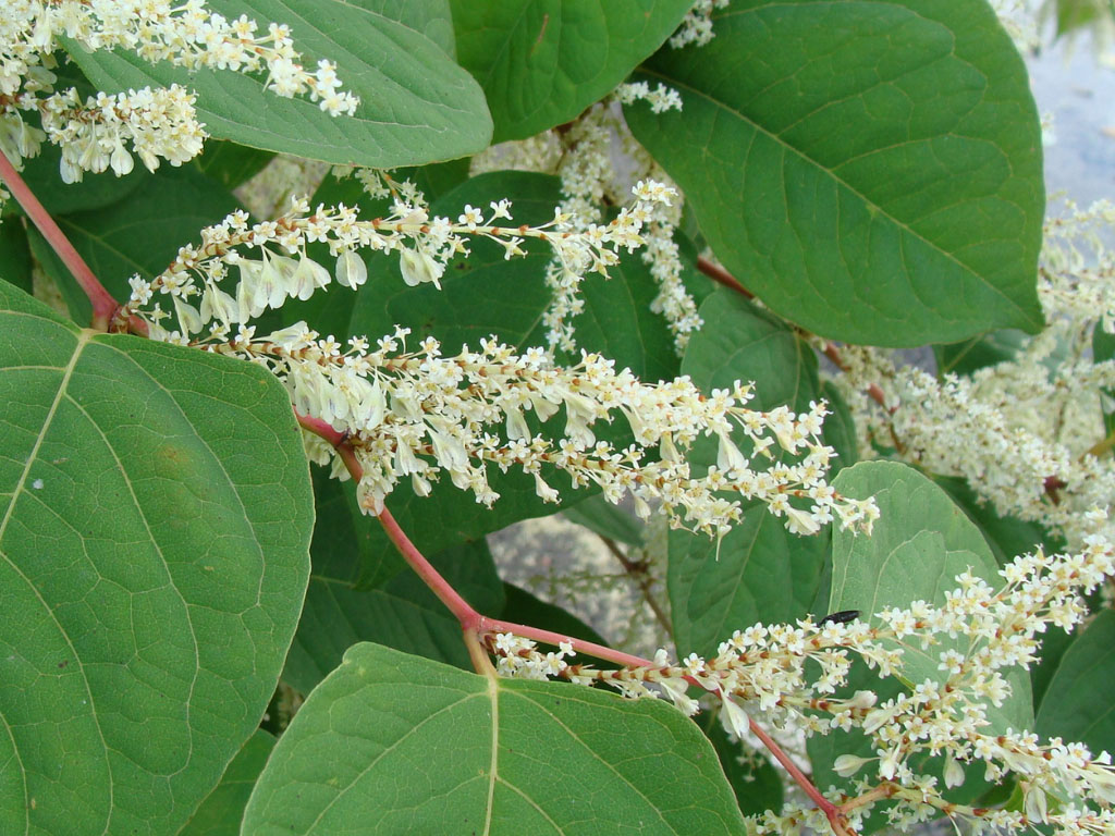 What do Japanese knotweed flowers look like? | TCM Knotweed Removal